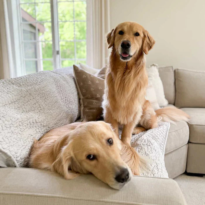 Dogs with blankets