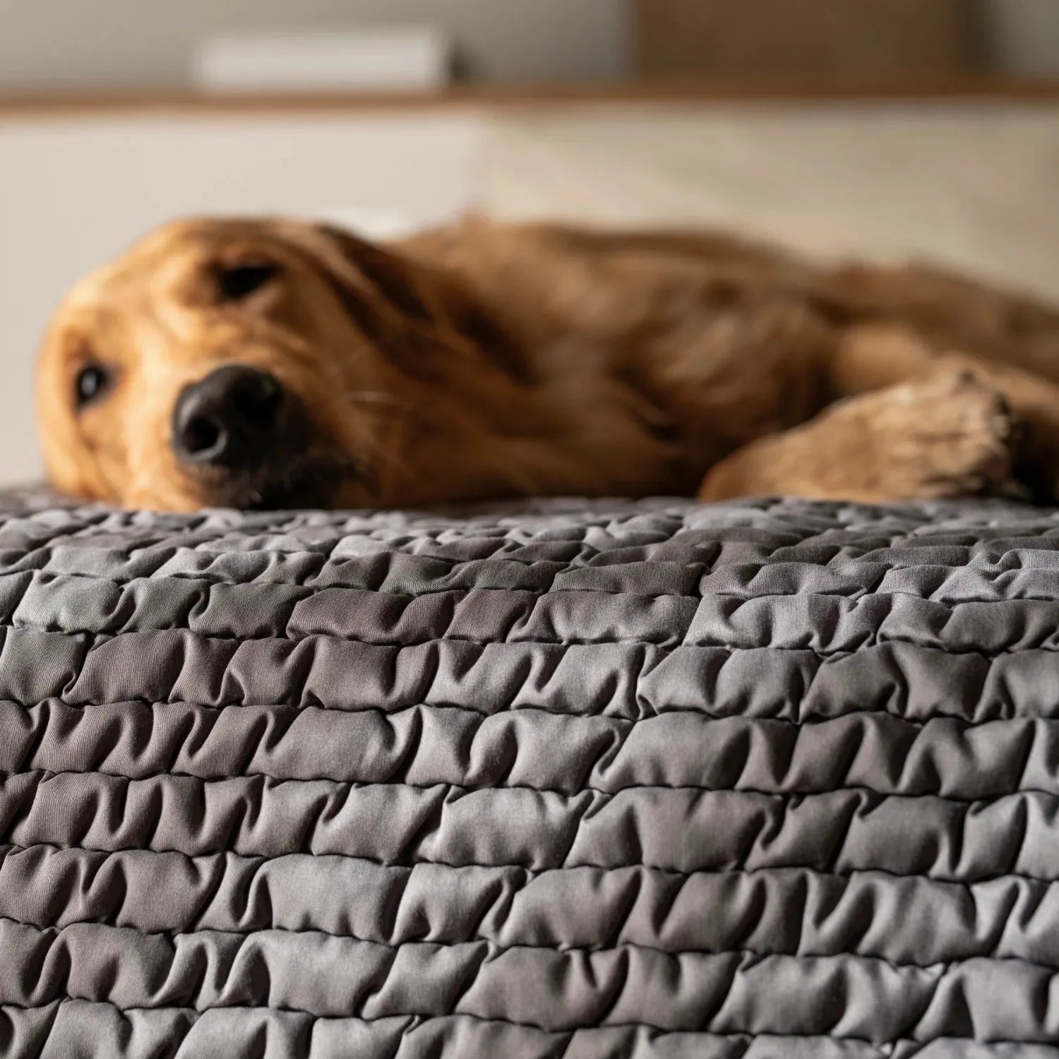 Dark Grey Waterproof Dog Blanket Twin