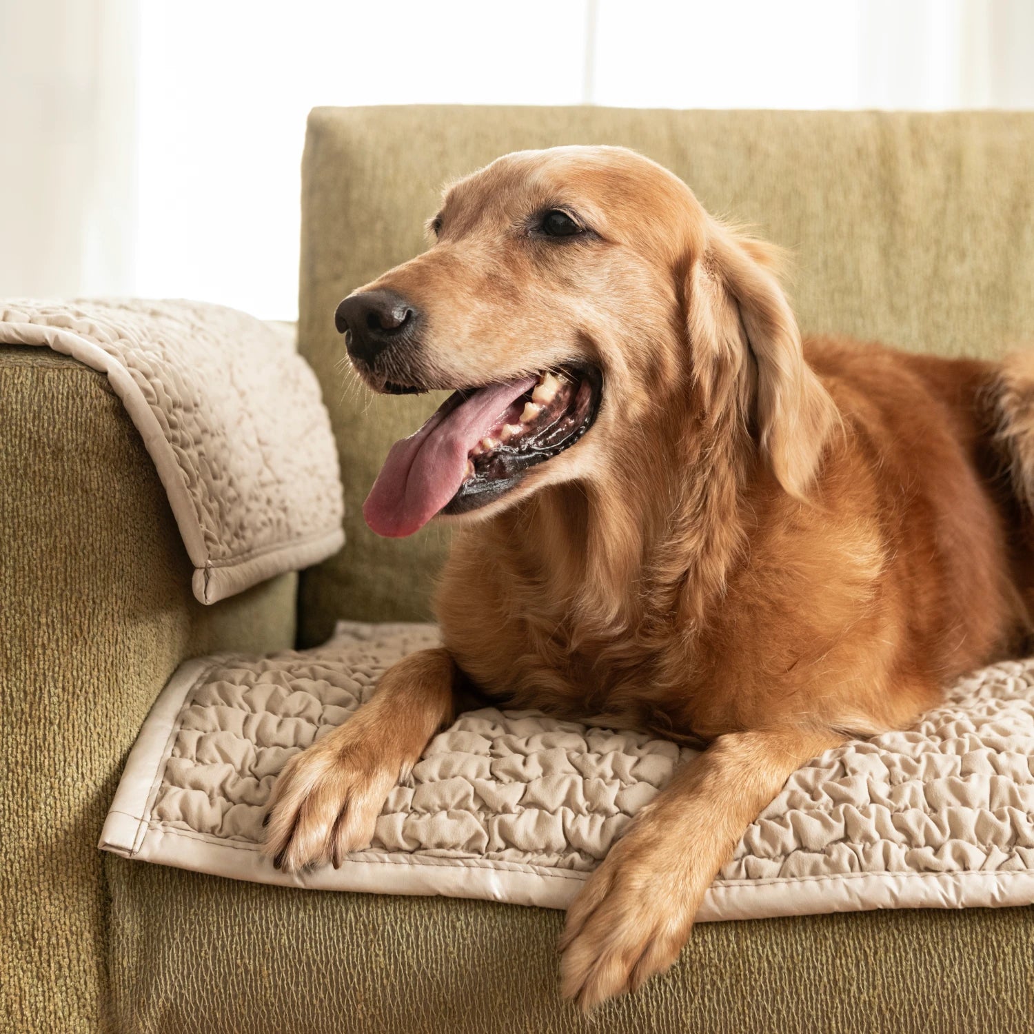 Macadamia Waterproof Dog Blanket Armchair