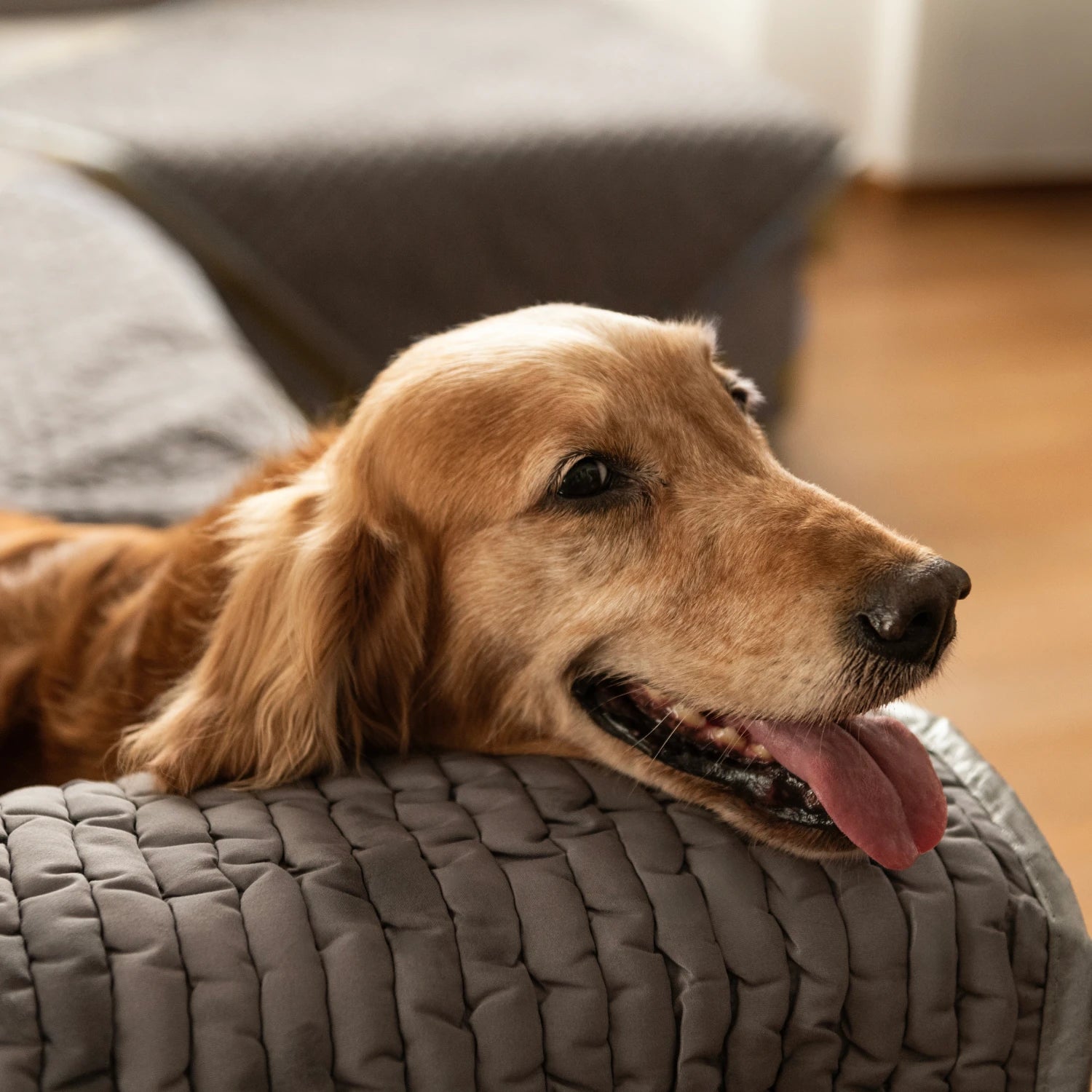 Dark Grey Waterproof Dog Blanket Armchair