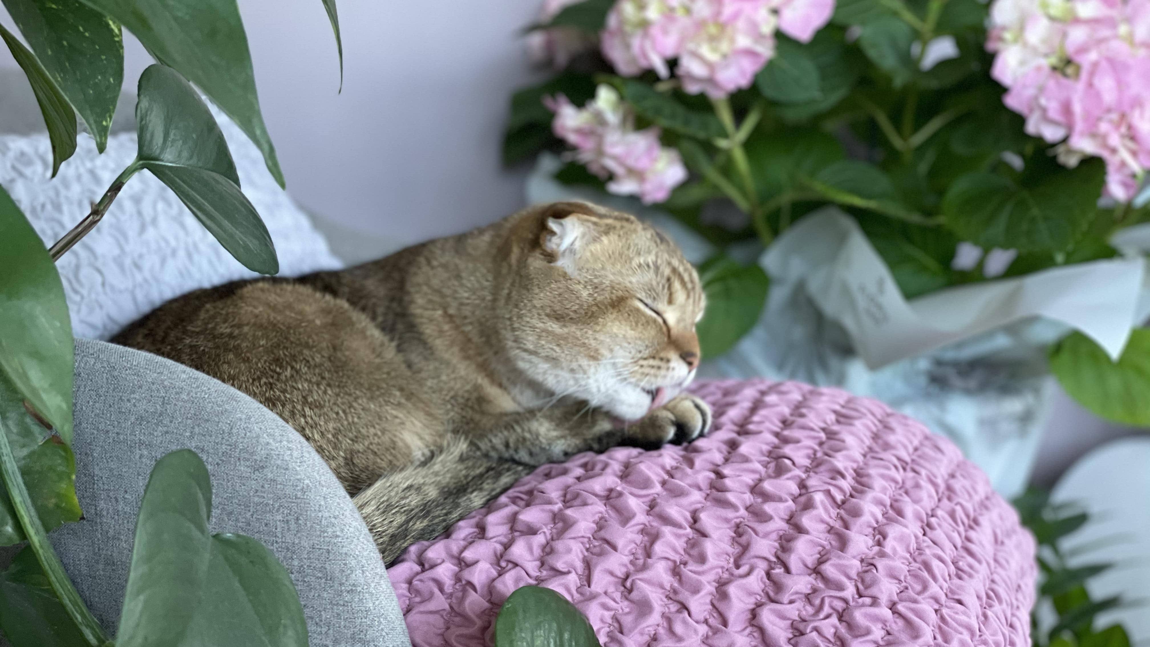 Furniture Covers For Pet Owners - Mamma Mia Covers