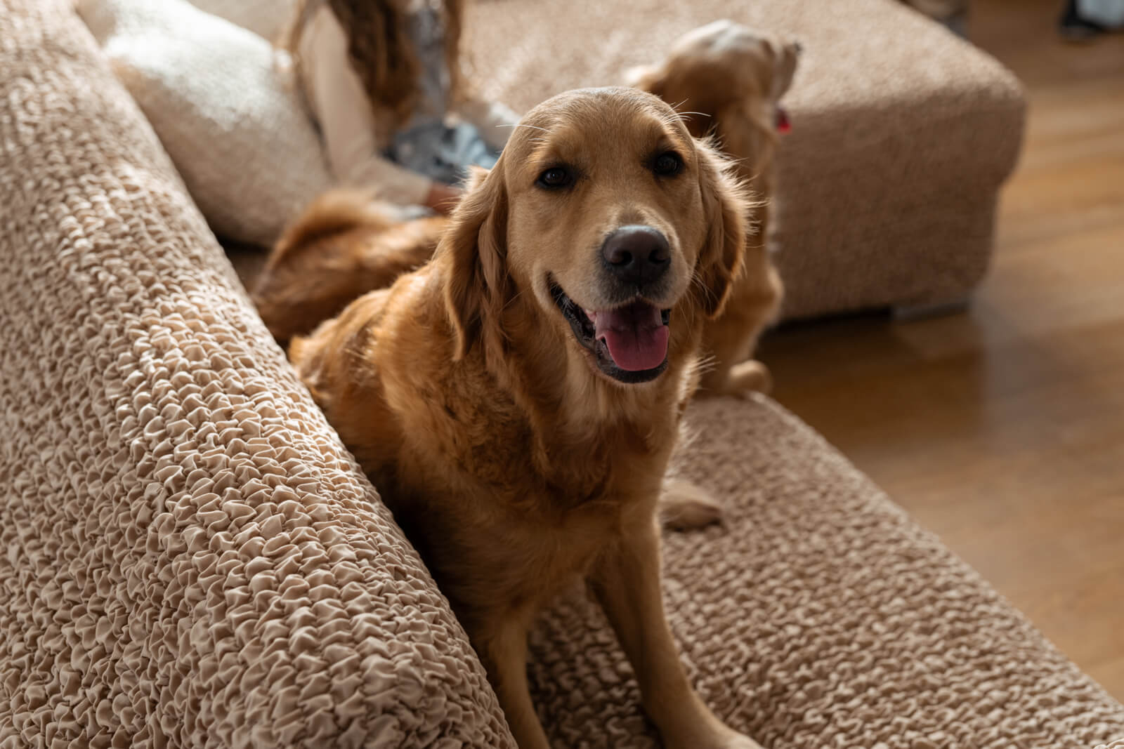After Living With 3 Dogs, I Finally Found the Most Effective Way to Protect My Sofa
