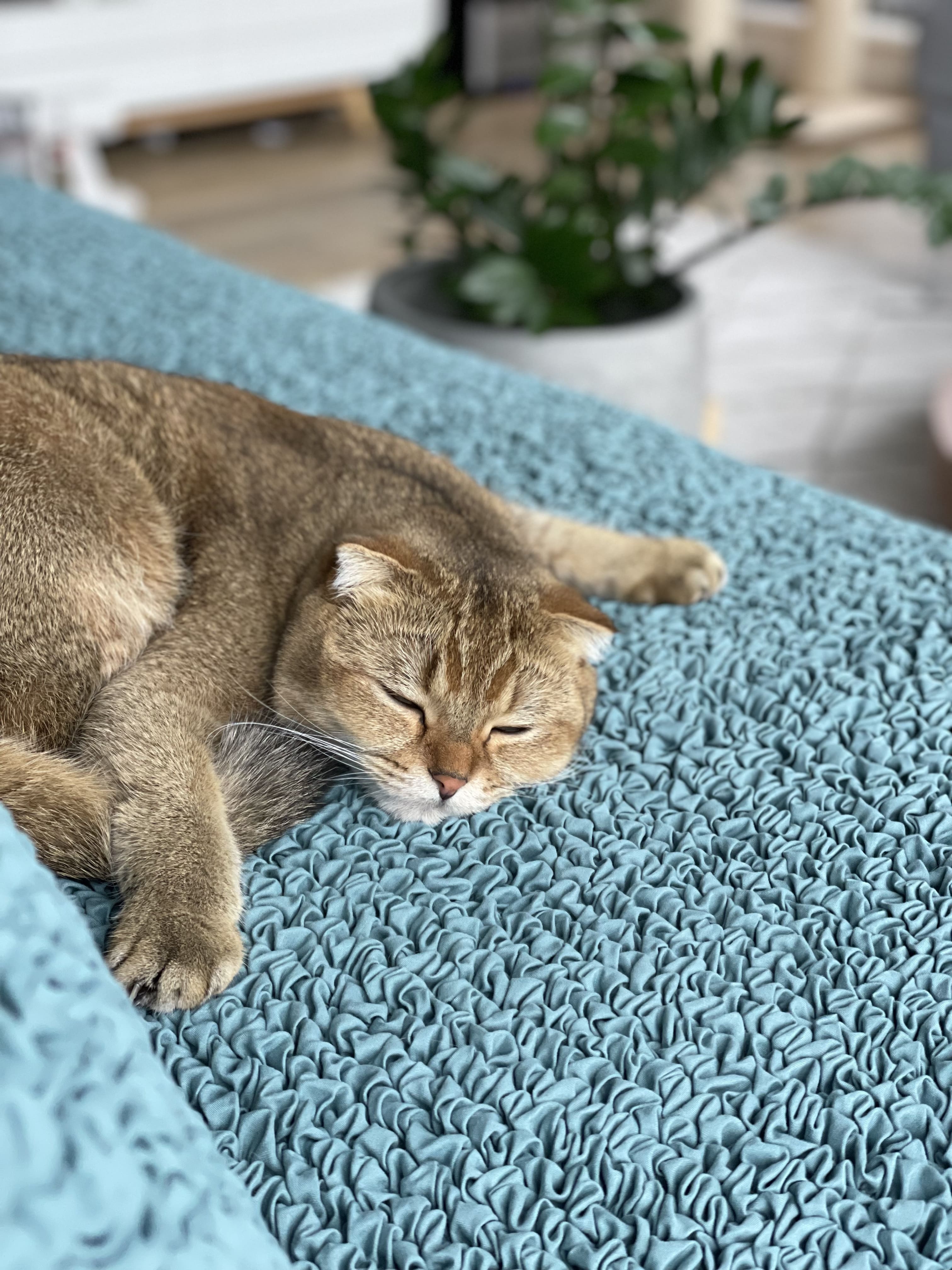 The Best Couch Fabrics That Actually Resist Pet Hair