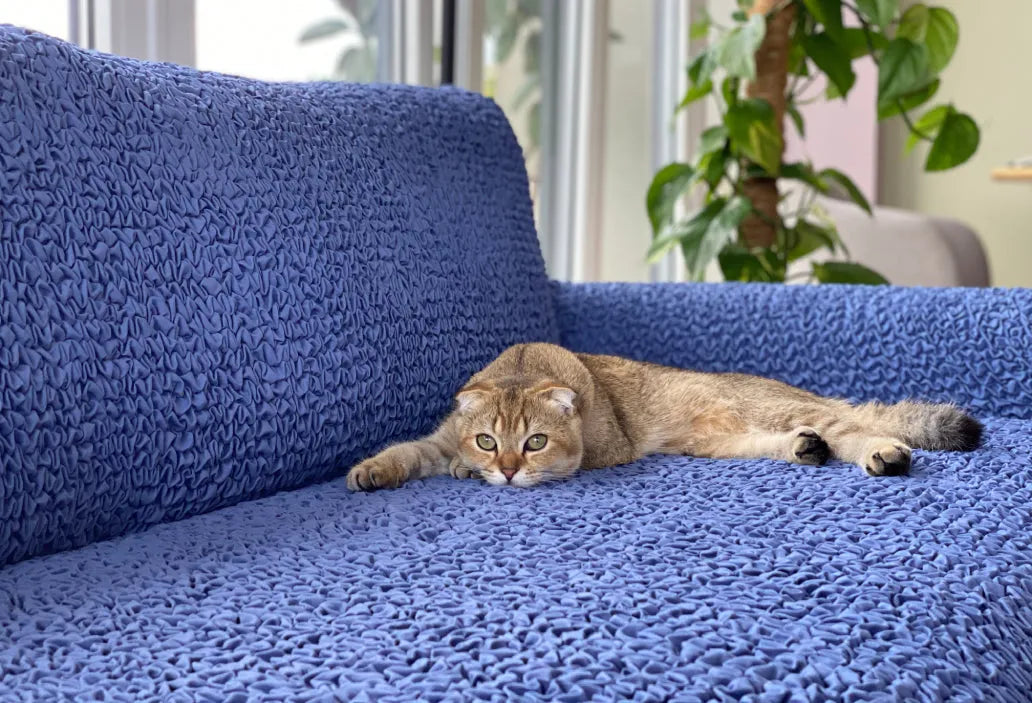 Keep Your Cat Off the Couch: Effective Tips and Tricks