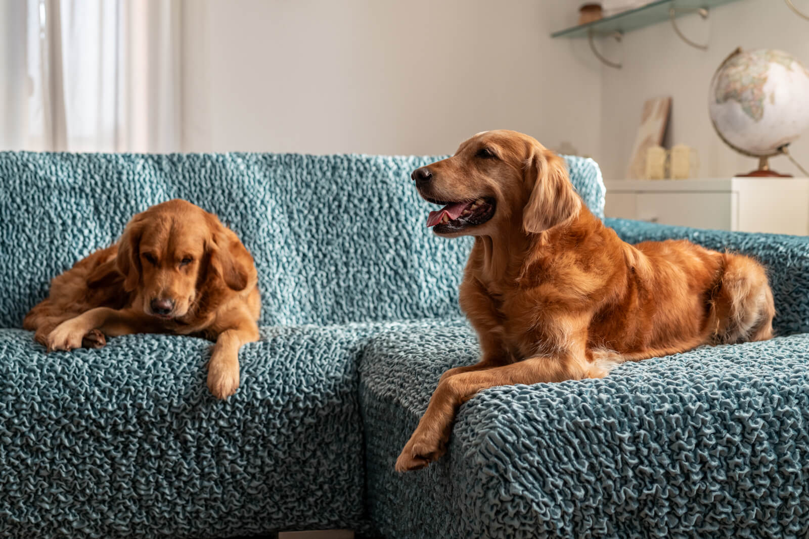Dogs On Sofa