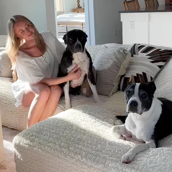 Dog Keeps Peeing on the Couch: Why It Happens and How to Stop It