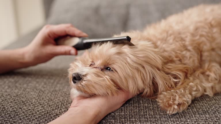 How to Remove Pet Hair From a Couch: 6 Simple Tips That Actually Work