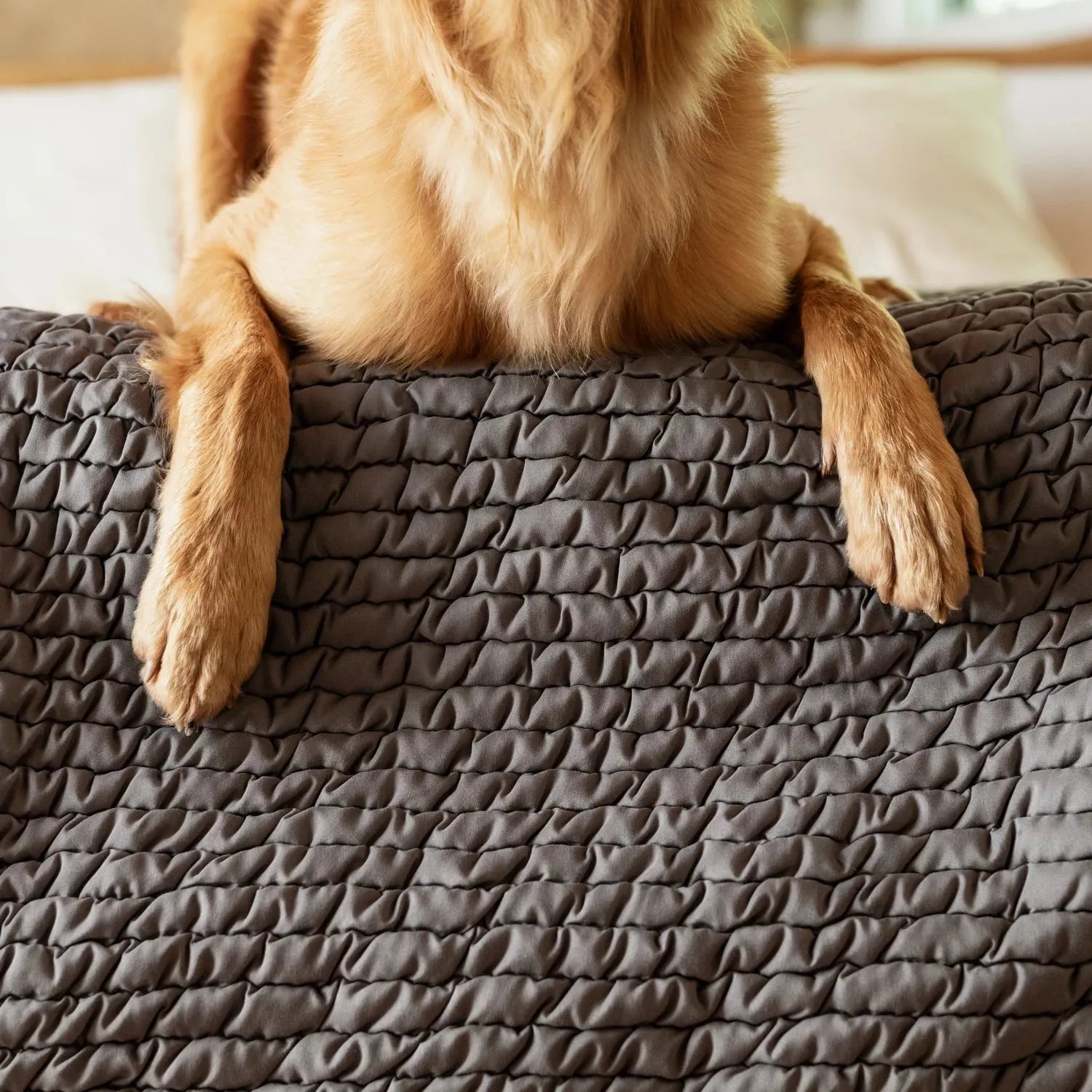 Dark Grey Waterproof Dog Blanket Twin