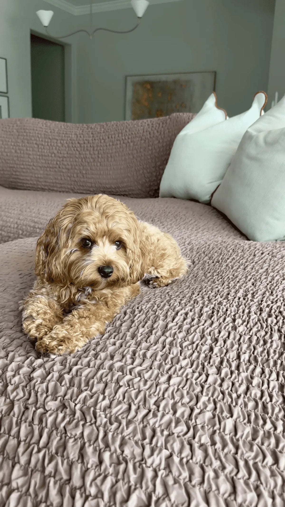 A small fluffy tan dog lies on a textured mauve-brown quilted bedspread in a softly lit bedroom, with white pillows and a bed frame visible in the background | Influencers Welcome
