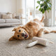 Dog on a carpet | Pet hair remover