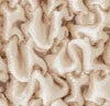 Fuco Velvet